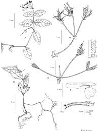 Image result for Rhinacanthus submontanus