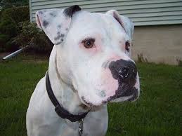 Black And White Bulldog Mix Image Result For American Bulldog Great Dane Mix American Bulldog American Bulldog Puppies White American Bulldogs