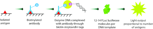 Light source used in recessed downlights as well other types of specific lighting products must lighting. Applications Of Bioluminescence In Biotechnology And Beyond Chemical Society Reviews Rsc Publishing