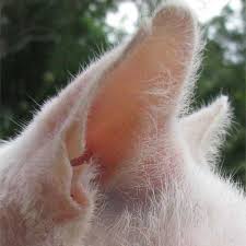 Cashmere goes back to dr rutledge on monday to have the plug removed from. What To Do About Black Or Brown Discharge In Cat S Ears Pethelpful By Fellow Animal Lovers And Experts