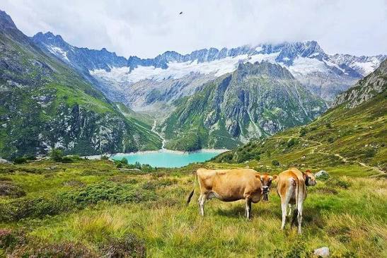 mountains with cows