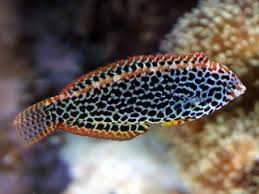 I have a black leopard and a potters. Black Spotted Leopard Wrasse Ultimate Reef
