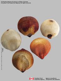 Image result for Sorghum bicolor