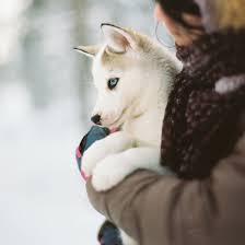 For sale we have our 4 beautiful female huskie puppies (not ready siberian husky puppies 2 females left absolutely stunning one pure white the other with beautiful. Siberian Husky Puppies For Sale Breeders In California