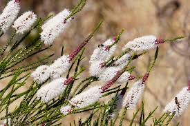 Image result for Melaleuca sp. A (Biegel 5741)