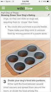 We'll talk about why slow feeders rock and list a few these dogs could really benefit from a slow feeding dog bowl. Diy Slow Dog Feeder Dog Feeding Bowls Diy Slow Feeder Dog Bowl Puppy Time
