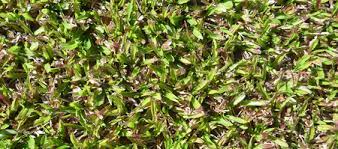 Carpet grass serves as a cover crop and temporary grass. Turf Finder Broadleaf Carpet Grass Axonopus Compressus Turf Finder
