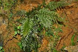 Image result for Abrodictyum