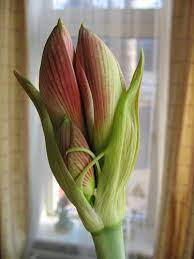 Amaryllis Bud Amaryllis Macro Flower Plants
