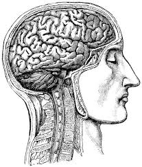 Human Brain Anatomical Medical Skull Anatomy 54 Etsy Skull Anatomy Anatomy Drawing Human Figure Drawing
