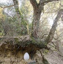 Our latest course focuses on how to improve your critical thinking and become more aware of. Egg Shaped Burial Pod Aims To Change Our Approach To Death