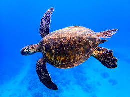 Please, leave a comment in the box below. Sea Turtles On Maui Facts