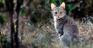 Tiny tiger is committed to helping cats of all sizes make their biggest dreams come true. Are Pet Cats Descended From Lions And Tigers Diamond Pet Foods