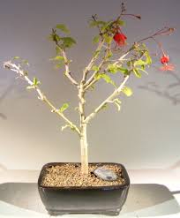 It is a fascinating plant and takes little effort to grow in a tropical garden. Chinese Lantern Bonsai Tree Bonsai Patterer Home Garden