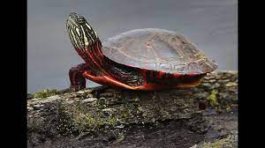 We did not find results for: Midland Painted Turtle Species Declining In Ontario Youtube