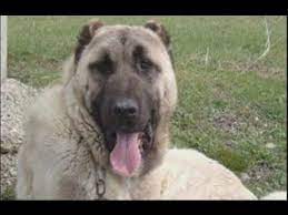 asil kangal havlamasi youtube kangal kopegi kopek hayvan