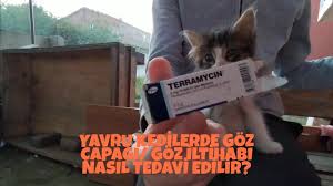 Yavru Kedilerde Goz Capagi Goz Iltihabi Nasil Tedavi Edilir Youtube