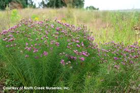 Image result for Vernonia smithiana