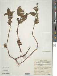 Image result for Coleus maculosus