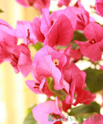 Check spelling or type a new query. Crepe Myrtle Flowering Shrubs For Next Day Delivery