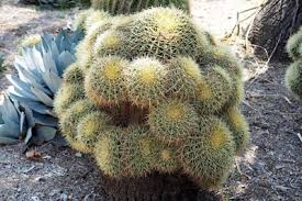 Soak your seeds and you will automatically boost the moisture. Why Your Garden Needs Golden Barrels Debra Lee Baldwin