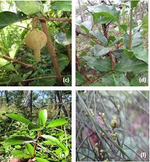 Image result for Schrebera trichoclada