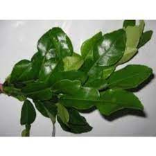 Minum air rendaman daun sirih. Purchase Wholesale Lime Leaves Daun Limau Purut Sold By Kg From Trusted Suppliers In Malaysia Dropee Com