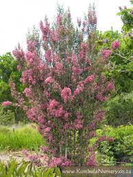 Image result for Karomia tettensis