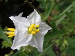 Image result for Solanum tettense