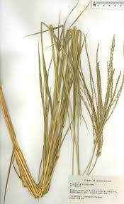 Image result for Digitaria milanjiana