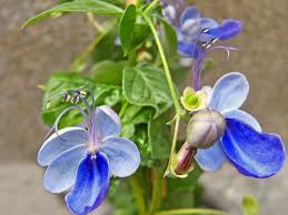 Image result for Clerodendrum buchneri