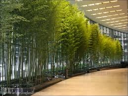 Interior Plant Services Landscaping Rental Interior Plants Indoor Landscaping Tuscan Landscape Design