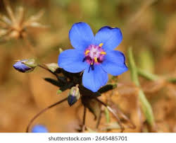 Image result for Lysimachia monelli