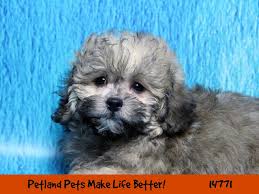 The size of this crossbreed depends on the poodle size. Havapoo Dog Female Sable 2628743 Petland Pets Puppies Chicago Illinois