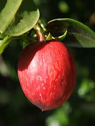 Maybe you would like to learn more about one of these? Natal Plum Tree Carissa Macrocarpa Urban Tropicals