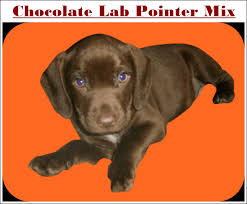 Mom is a yellow lab and dad is a weimaraner. Chocolate Lab Pointer Mix Puppies Pointerdors Breed Overview 2021