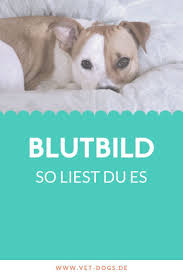 Wo liegen eigentlich die unterschiede? Das Blutbild Beim Hund Erfahre Jetzt Was Die Abkurzungen Bedeuten Und Wie Du Ein Blutbild Richtig Liest Und Interpretierst Hunde Gesunde Hunde Haustierpflege