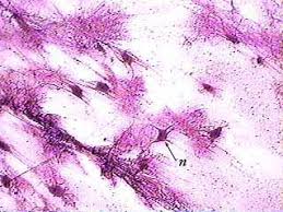 The main function of nervous tissue is to perceive stimuli and generate nerve. Nervous Tissue