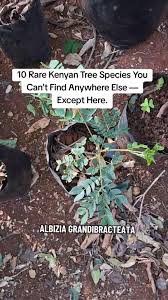 Image result for Astripomoea malvacea