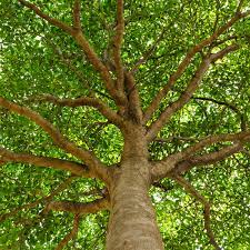 Be On The Lookout For These Michigan Tree Diseases Ppm Tree