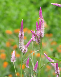 Image result for Celosia argentea