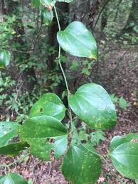 Image result for Smilacaceae