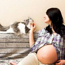 Es Malo Tener Gatos Durante El Embarazo