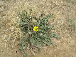 Image result for Ageratinastrum palustre