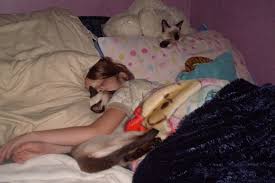This may or may not. Siamese Cats Personality Traits Siamese Cats And Kittens
