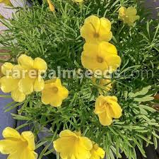 Image result for Cyphostemma kilimandscharicum