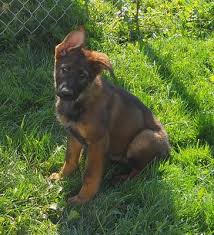 We are expecting exceptional drive, focus and intensity tempered by excellent temperaments. Gunter The Sable German Shepherd Puppy