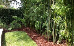 Black bamboo fence panels from indonesia are great for making a robust and impressive privacy screen in the garden. 10 Bamboo Landscaping Ideas Garden Lovers Club