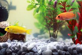 In der ecke gibt es einen weihnachtsbaum mit kerzen, kugeln und perlenketten. 9 Grunde Warum Aquarium Fische Traurige Haustiere Sind Peta Deutschland E V