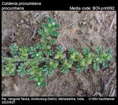 Image result for Coldenia procumbens